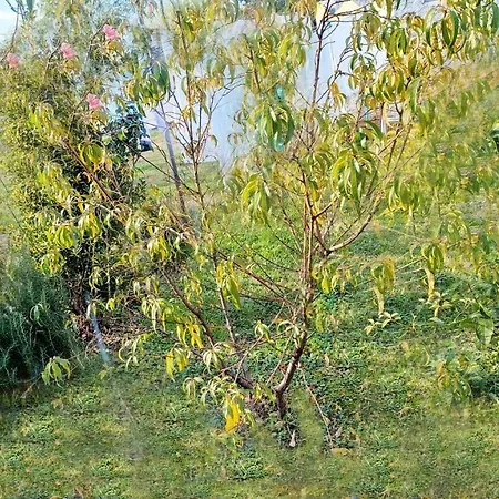 Yesil Ev *