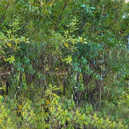 Yesil Ev 公寓 波德戈里察